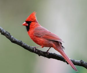 Cardinals Joined Our Feeder
